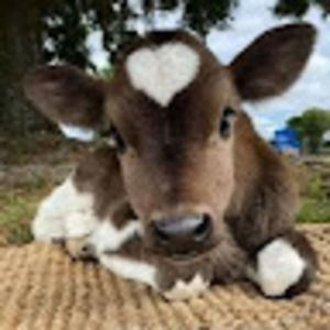 Meet your Posher, Bailey